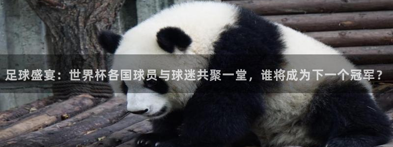2026年世界杯对阵图：足球盛宴：世界杯各国球员与球迷共聚一堂，谁将成为下一个冠军？